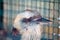 Laughing Kookaburra (Dacelo novaeguineae) - Eastern Australia\\\'s Bush Serenader