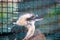 Laughing Kookaburra (Dacelo novaeguineae) - Eastern Australia\\\'s Bush Serenader