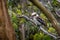 Laughing Kookaburra  Dacelo novaeguineae perched on a branch in the region of Melbourne Australia