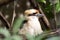 Laughing kookaburra, Dacelo novaeguineae, resounds in a voice similar to human laughter