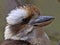 Laughing kookaburra, Dacelo novaeguineae, sounds very loud, like laughter