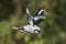 Laughing Kookaburra in flight