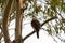 Laughing Kookaburra, largest kingfisher bird in brown perching n