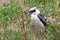 Laughing Kookaburra, largest kingfisher bird in brown perching on wooden pole in Western Australia