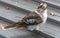 Laughing Kookaburra on metal carport roof top