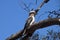 Laughing Kookaburra perched on bare tree branch