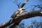 Laughing Kookaburra perched on bare tree branch getting ready to take flight