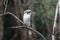 Laughing kookaburra perched on a tree branch at Lake Cootharaba, Queensland, Australia