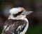 Laughing Kookaburra - Profile