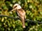 Laughing Kookaburra in Queensland Australia