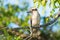Laughing Kookaburra sitting in a tree, Australia