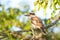 Laughing Kookaburra sitting in a tree, Daintree National Park, Queensland