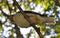 Laughing Kookaburra sitting in a tree underside view