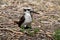 Laughing kookaburra standing on the ground  in Western Australia