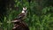 A laughing kookaburra standing on withered trunk and then flying away, green blur background