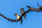 Laughing kookaburras (Dacelo novaeguineae) perched on a branch against the cloudless sky