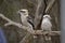 The laughing kookaburras have a white body and face with brown and blue wings