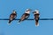 Laughing Kookaburras perched on a wire