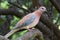 Laughing Palm Dove