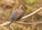 Laughing Palm Dove