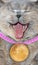 Laughing pedigree cat wearing bitcoin medallion