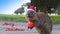 Laughing quokka with Santa hat and Christmas greeting