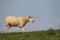 A laughing sheep walking at a green field