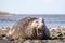 Laughing Smiling Southern Elephant Seal