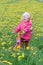 Laughing toddler girl standing at spring flowering dandelions meadow on kids pink and yellow tricycle