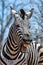 Laughing Zebra