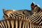 Laughing zebra portrait