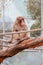 Launceston City Park Monkey Enclosure Tasmania Australia