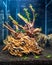 Launch of a new aquascaping with driftwood and dragonstone on soil with plants, freshwater aquarium