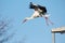 Launching stork