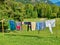 Laundry hanging on clothesline outdoor in the green nature