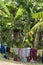 Laundry under banana trees