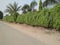 LAURAL HEDGING, /PRUNAS LAUROCERASUS,ELAEAGNUS X EBBINGEI HEDGE PLANTS