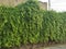 LAURAL HEDGING, /PRUNAS LAUROCERASUS,ELAEAGNUS X EBBINGEI HEDGE PLANTS