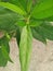 LAURAL HEDGING, /PRUNAS LAUROCERASUS,ELAEAGNUS X EBBINGEI HEDGE PLANTS