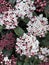 Laurastinus, Viburnum tinus in flowering