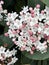 Laurastinus, Viburnum tinus in flowering