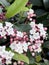Laurastinus, Viburnum tinus in flowering