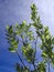 Laurel Branches Green Leaves Bright Blue Sky White Clouds