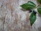 Laurel. Branches on old wood background