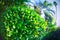 Laurel bush on the south coast of the fisheye lens a bright summer sun. green
