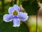 Laurel clock vine, Blue trumpet vine