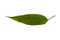 Laurel clock vine leaf
