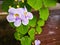 Laurel clockvine scientific name: Thunbergia laurifolia