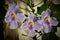 Laurel clockvine scientific name: Thunbergia laurifolia purple flowers blooming on the old wall with raindrops