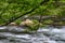 Laurel Creek  in The Tennessee Smoky Mountains